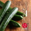 【ふるさと納税】宮崎県新富町産「もぎたて」きゅうり 2.5kg(23〜27本) 送料無料 新鮮※2019年10月下旬頃より順次出荷開始