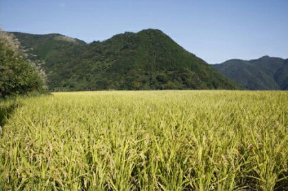 平成29年度産米 宮崎県高千穂町産 棚田米12kg お米 白米 九州産 宮崎県産 送料無料