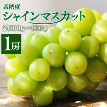 【ふるさと納税】＜早期予約受付＞高糖度 シャインマスカット1房 約500g〜600g程度 ぶどう 葡萄 マスカット 宮崎県産 フルーツ 果物 ギフト 贈り物 送料無料 ※2020年9月下旬から出荷