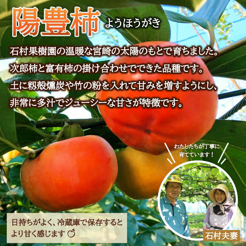 【ふるさと納税】<予約受付>石村果樹園陽豊柿ようほうがき4.5kg前後柿かきカキ国産果物フルーツ数量限定送料無料※2020年11月中旬頃から収穫次第順次出荷予定