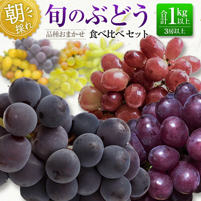 朝採れ 旬の ぶどう セット 合計1kg以上(3房以上) くだもの 果物 フルーツ おまかせ 詰め合わせ 葡萄 食べくらべ 国産 ご家庭用