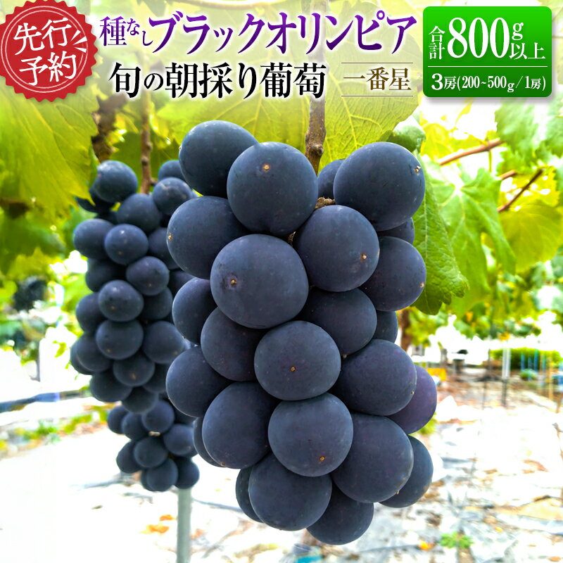 【ふるさと納税】先行予約 旬の朝採り種なし葡萄［ブラックオリンピア（一番星）］合計800g以上（3房）ご自宅・ご家庭用 2025年出荷