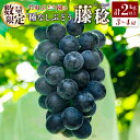【ふるさと納税】<数量限定>先行予約 竹村ぶどう園 種なし ぶどう「藤稔」計2kg以上(3〜4房)国産 葡萄 大粒 産地直送 ふじみのり