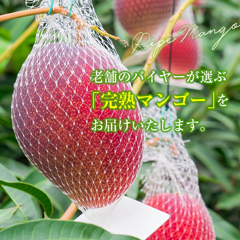 【ふるさと納税】宮崎特産「完熟マンゴー4L×2玉」お届け定期便（全3回）計6玉 特産 国産 果物 フルーツ 旬 産地直送 大玉