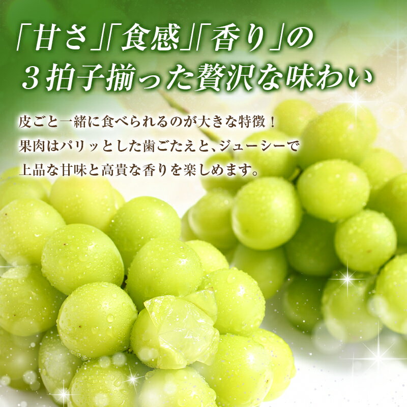 【ふるさと納税】＜2026年出荷＞先行予約 シャインマスカット 2〜3房 計1kg以上 国産 期間限定 くだもの