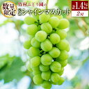 【ふるさと納税】<数量限定>先行予約 竹村ぶどう園 完熟 シャインマスカット 計1.4kg以上(2房)国産 白葡萄