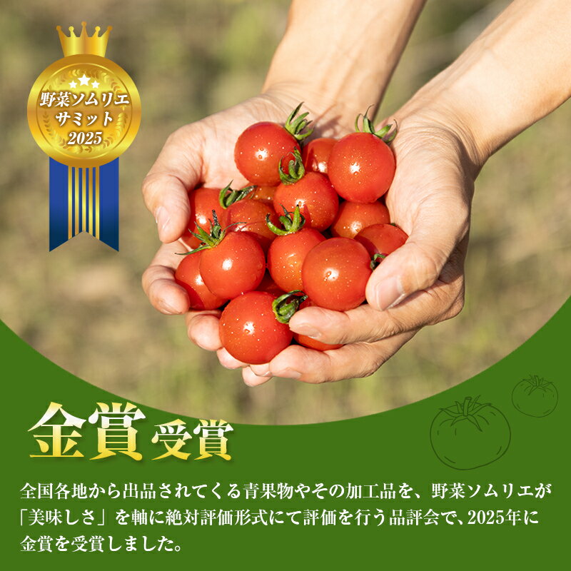 【ふるさと納税】＜期間・数量限定＞［2026年発送］くるみのトマト 計1.3kg 宮崎県新富町産 朝採れ 野菜 フレッシュ 国産