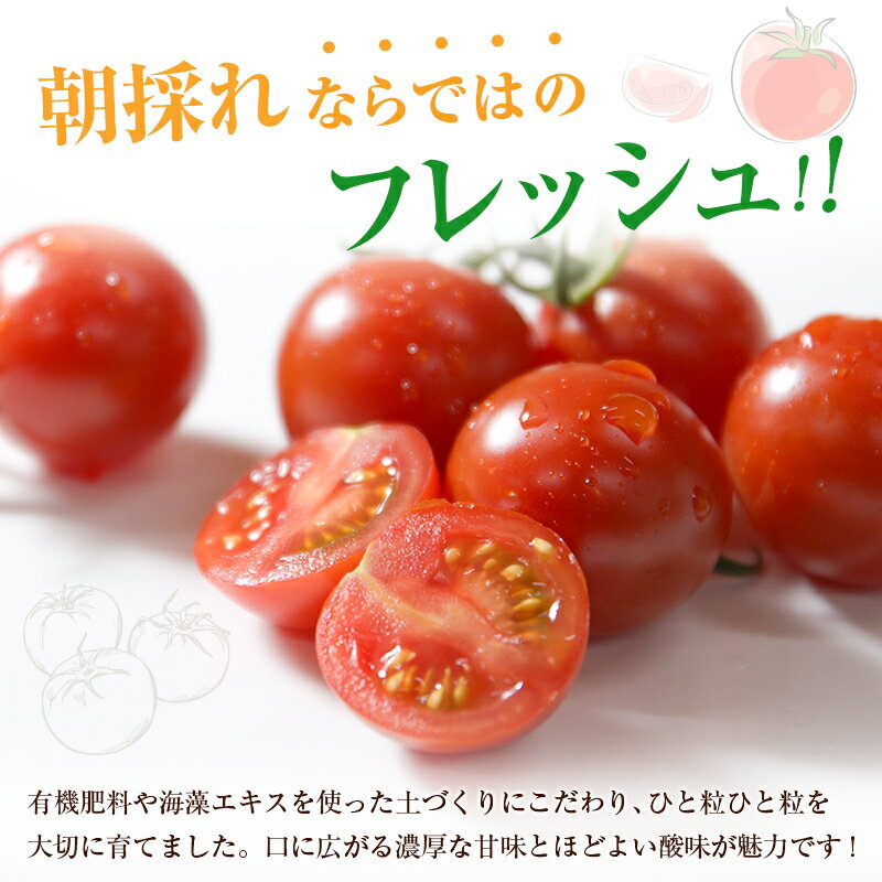 【ふるさと納税】＜期間・数量限定＞［2026年発送］くるみのトマト 計1.3kg 宮崎県新富町産 朝採れ 野菜 フレッシュ 国産