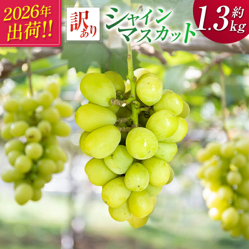 [2026年出荷]先行予約[訳あり]シャインマスカット 約1.3kg 国産 期間限定 くだもの