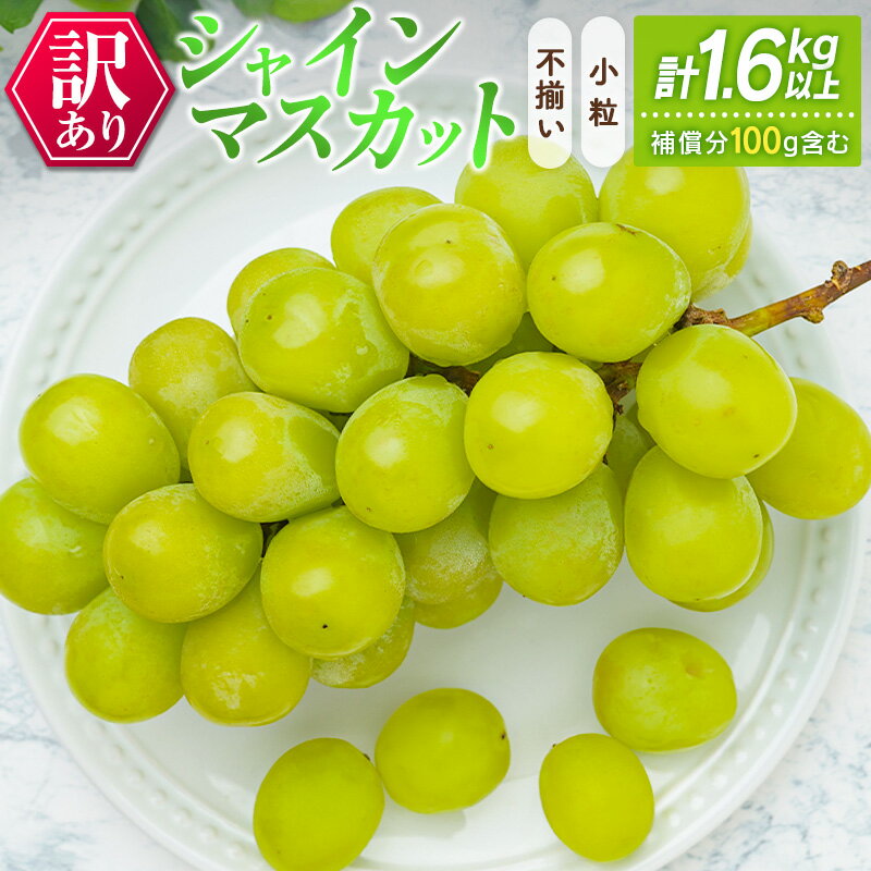 訳あり[不揃い・小粒]シャインマスカット(380g×4パック)合計1.5kg+100g(補償付)ご家庭用 宮崎県新富町産 製菓用