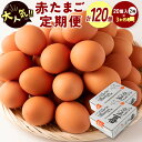 栄養満点 タマゴ 玉子 エッグ egg 鶏卵 まとめ買い 国産 宮崎県産 オムレツ TKG 調理 温泉卵 ゆでたまご おかず 朝食 夜ご飯 夕飯...