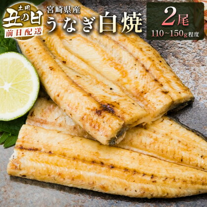 前日配送予約［土用丑の日］うなぎ白焼きギフト 2尾（110～150g/1尾あたり）宮崎県産鰻 蒲焼きタレ付（50ml×1本）