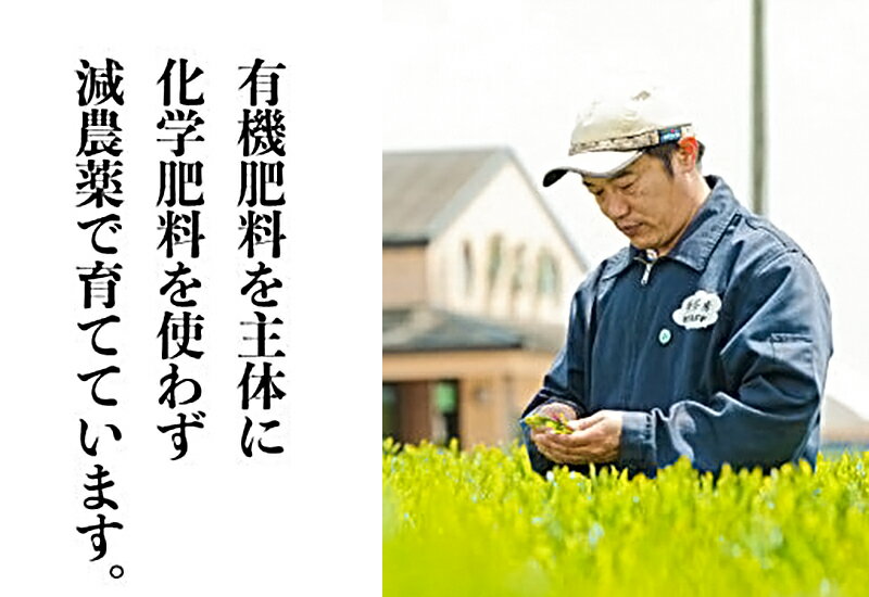 【ふるさと納税】銘茶詰合せ「M-50」（八女玉露、深蒸し茶）缶入り 減農薬 化学肥料不使用 宮崎県産 福岡県産 国産 詰め合わせ ギフト 贈り物 送料無料が大人気返礼品になっている理由とは　ふるさと納税　人気　返礼品　ランキング