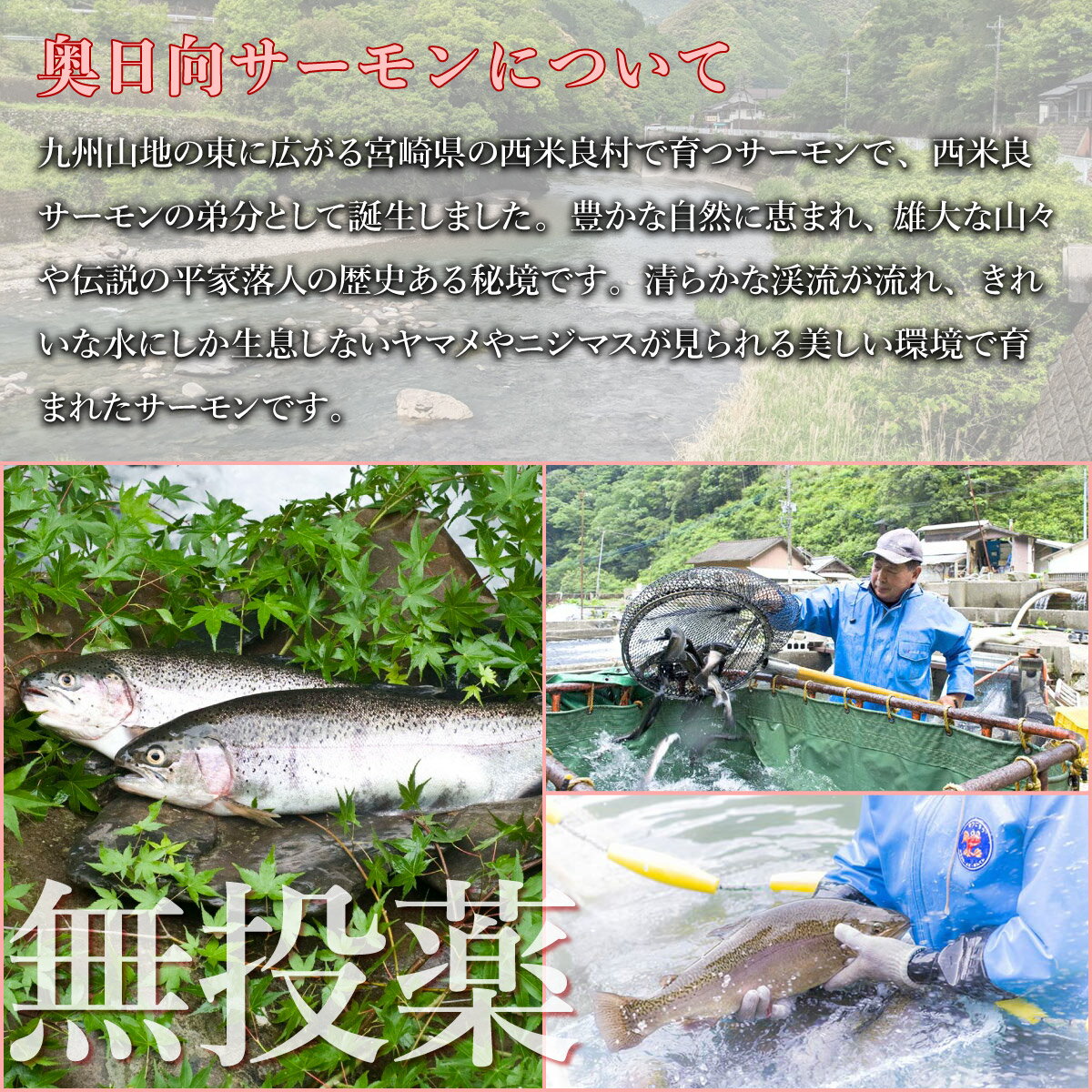 【ふるさと納税】奥日向サーモン フィレ2枚とアラ1パック　冷蔵 生食用 海鮮 魚介 鮮魚 カルパッチョ 刺身 サーモン サーモン丼 フィレ アラ ご当地サーモン 人気 海鮮食品 宮崎県 西米良村 九州築地 完全無投薬