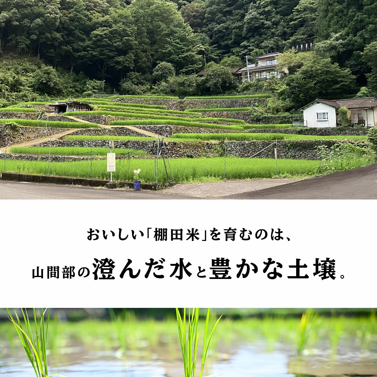 宮崎県西米良村の画像2