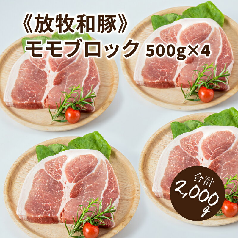 【ふるさと納税】≪放牧和豚≫モモブロック 500g×4 【合計2kg】 - 豚肉 豚 豚ブロック ブロック肉 ブロッ..