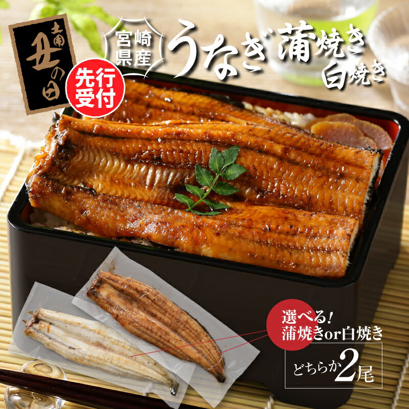 宮崎県産 うなぎ 2尾セット 選べる 蒲焼き / 白焼き 2025年 丑の日 (7月14〜18日お届け) - 鰻 国産 国内産 うなぎの蒲焼き 自慢のたれ付き ひつまぶし うな丼 うな重 鰻巻き ご飯 惣菜 瞬間冷凍[宮崎県児湯郡木城町]