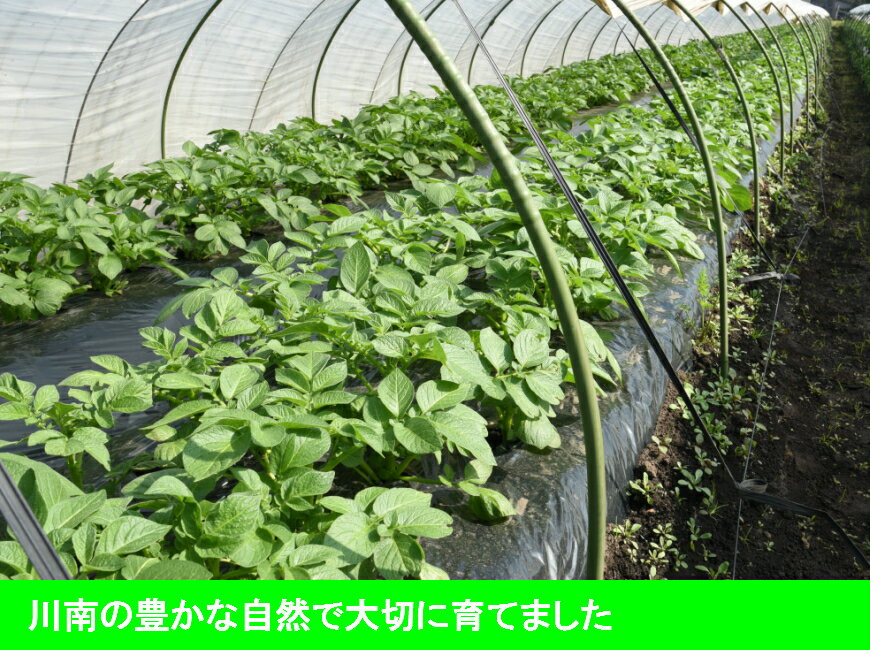 【ふるさと納税】※令和6年産※【期間限定】農家直送！新じゃがいも 3kg(15〜20個)※4月下旬より発送開始※【受付は令和6年5月5日まで】 - 川南町産 春野菜 じゃがいも ポテト 春じゃが 肉じゃが カレー 送料無料 E5906