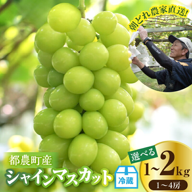 [内容量が選べる]先行予約 ≪期間限定≫ 都農町産 シャインマスカット 計1kg 計2kg 国産 果物 くだもの フルーツ 葡萄 ぶどう 種無し 大粒 デザート おやつ 高糖度 ご褒美 甘い 人気 プレゼント ギフト 贈り物 贈答 お土産 おすすめ 冷蔵 宮崎県 送料無料