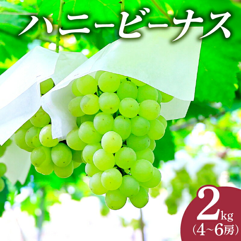 【ふるさと納税】先行予約 期間限定 都農町産 ハニービーナス 計2kg ぶどう 果物 フルーツ 国産 ジューシー 果汁 果実 種なし 食べやすい 甘い 食品 グルメ ギフト 手土産 贅沢 人気 おすすめ お取り寄せ 宮崎県 送料無料