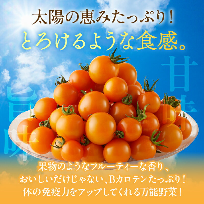【ふるさと納税】先行予約≪期間限定≫オレンジリトル（計1.6kg） ミニトマト 野菜 青果 サラダ アヒージョ パスタ デザート 国産 完熟トマト フルーツトマト 新鮮 お土産 産地直送 おやつ おすすめ 人気 贈答 ギフト 贈り物 おすそ分け お返し 宮崎県 都農町 送料無料