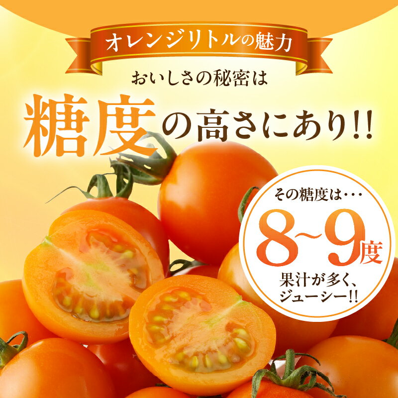 【ふるさと納税】先行予約≪期間限定≫オレンジリトル（計1.6kg） ミニトマト 野菜 青果 サラダ アヒージョ パスタ デザート 国産 完熟トマト フルーツトマト 新鮮 お土産 産地直送 おやつ おすすめ 人気 贈答 ギフト 贈り物 おすそ分け お返し 宮崎県 都農町 送料無料