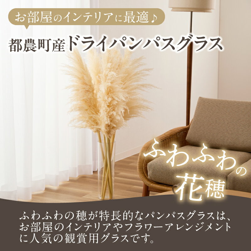 【ふるさと納税】【2週間以内発送】≪選べる≫ドライパンパスグラス 計5本 or 10本 ナチュラル ブルー ピンク オレンジ インテリア 花材 ドライフラワー おしゃれ 部屋飾り リビング装飾 フォトスペース ギフト 雑貨 小物 フラワーデコレーション 宮崎県 都農町 送料無料