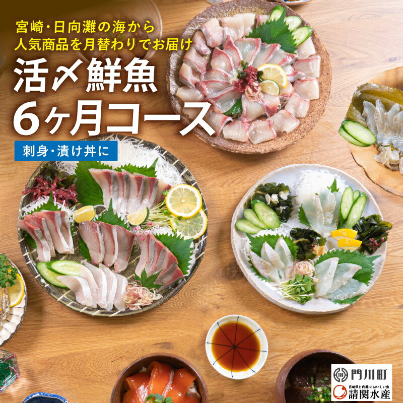 魚介類・水産加工品(セット・詰め合わせ)人気ランク22位　口コミ数「3件」評価「4」「【ふるさと納税】【北海道・離島配送不可】＜定期便・全6回(連続)＞旬の鮮魚(6ヶ月コース)お刺身 お刺し身 魚介 海鮮 漬け丼 ブリ ぶり ヒラメ 真鯛 シマアジ カンパチ お楽しみ【AP-47】【日向屋】」