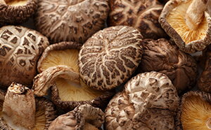 【ふるさと納税】乾しいたけ　どんこ150g 乾物 椎茸 干ししいたけ きのこ 肉厚 国産 宮崎県産 特産品 贈り物 ギフト お取り寄せ お取り寄せグルメ