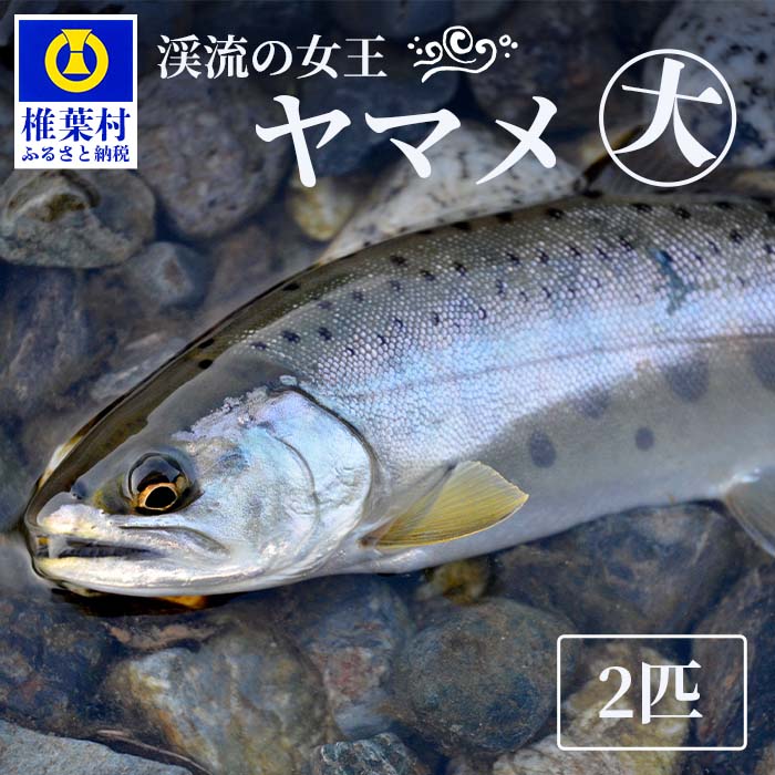 【ふるさと納税】【日本三大秘境の川の恵】椎葉村産冷凍ヤマメ10匹【新鮮・急速冷凍】