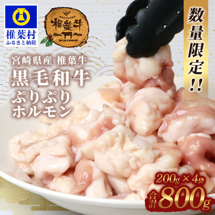 【ふるさと納税】【日本三大秘境の黒毛和牛】宮崎県産 椎葉牛 ぷりぷりホルモン（小腸）【もつ鍋・焼肉用】牛モツ モツ鍋 やきにく