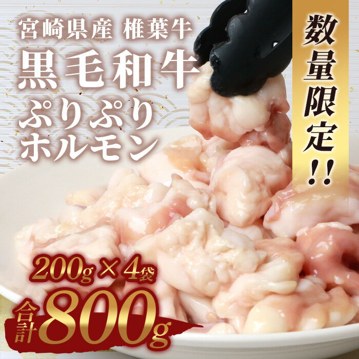 【ふるさと納税】【日本三大秘境の黒毛和牛】宮崎県産 椎葉牛 ぷりぷりホルモン（小腸）【もつ鍋・焼肉用】牛モツ モツ鍋 やきにく