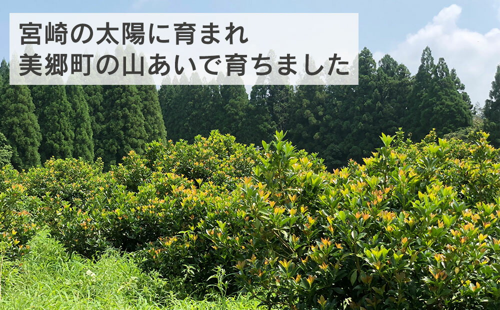 【ふるさと納税】 しきみ しきび 2束 セット 70cm 樒 シキミ 彼岸 お墓 おしきみ お彼岸 墓参り 宮崎県産 美郷町産 冷蔵便