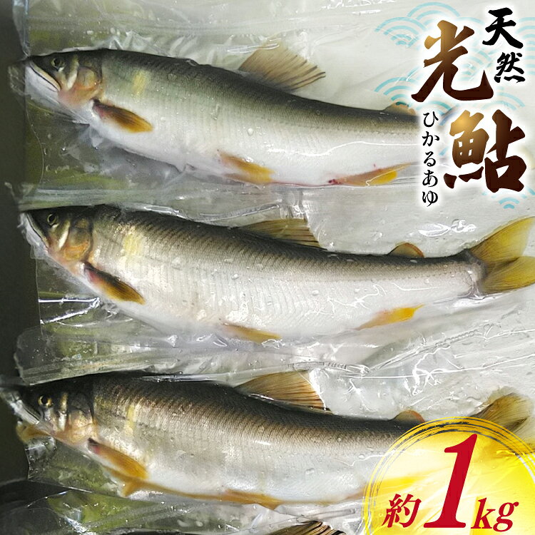 鮎 天然 約1kg [小丸川天然鮎工房hikaru 宮崎県 美郷町 31af0008] あゆ アユ 急速 冷凍 魚 さかな 宮崎県産 小丸川 ふるさと納税