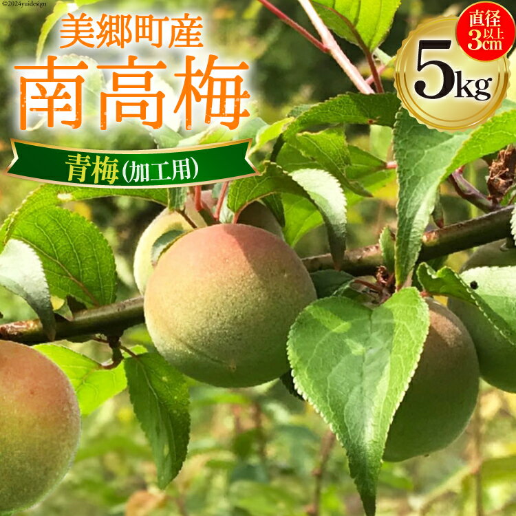 【期間限定発送】※受付期間6月15日まで 美郷町産 「南高梅」 青梅 5kg 加工用 梅 果物 フルーツ 国産 九州産 宮崎県産 送料無料 大玉 直径3センチ以上 梅酒 梅シロップ