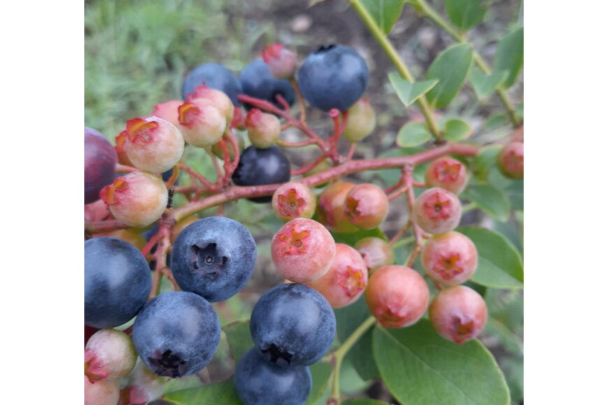 宮崎県美郷町の画像3