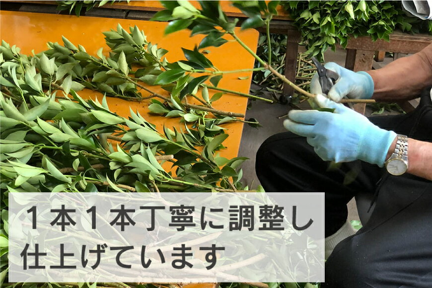 【ふるさと納税】しきみ しきび 4束 セット 70cm 40cm 各2束 [中村しきみ園 宮崎県 美郷町 31ay0003-NEW] 樒 シキミ 彼岸 お墓 おしきみ お彼岸 墓参り 宮崎県産 産 冷蔵便