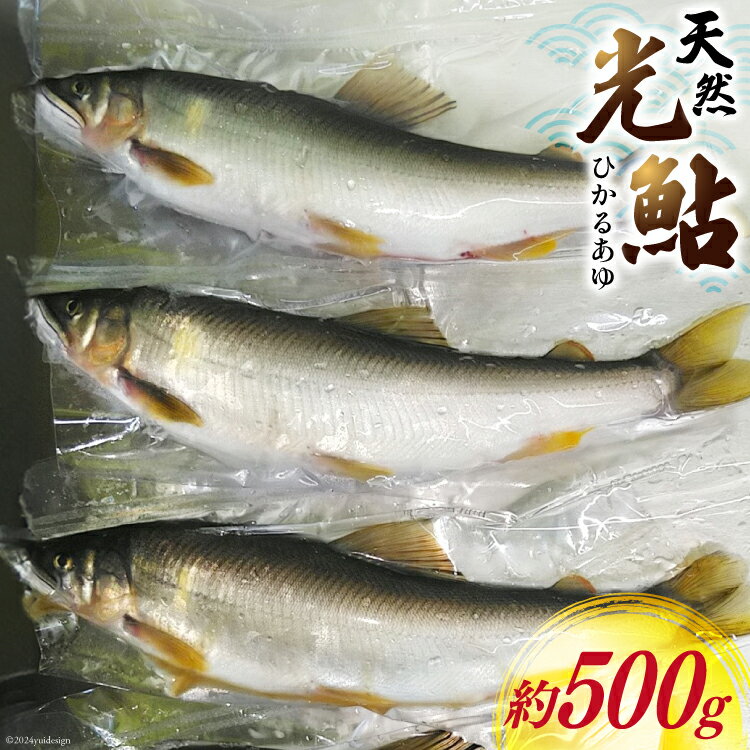 [数量限定] 宮崎県 美郷町 天然 鮎 約500g [小丸川天然鮎工房hikaru 宮崎県 美郷町 31af0005-NEW] 数量限定 あゆ アユ 急速 冷凍 宮崎県産 小丸川 送料無料