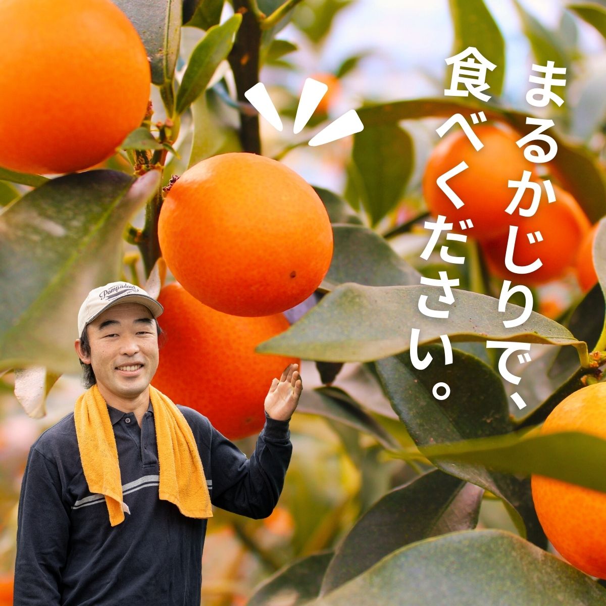 【ふるさと納税】完熟きんかん たまたまエクセレント 1kg 果物 フルーツ デザート スイーツ きんかん きんかんたまたま 完熟 宮崎県産 国産 宮崎産 贈答 贈り物 ギフト プレゼント ブランド 柑橘 柑橘系 柑橘類 おやつ グルメ お取り寄せ 宮崎県 高千穂町 送料無料