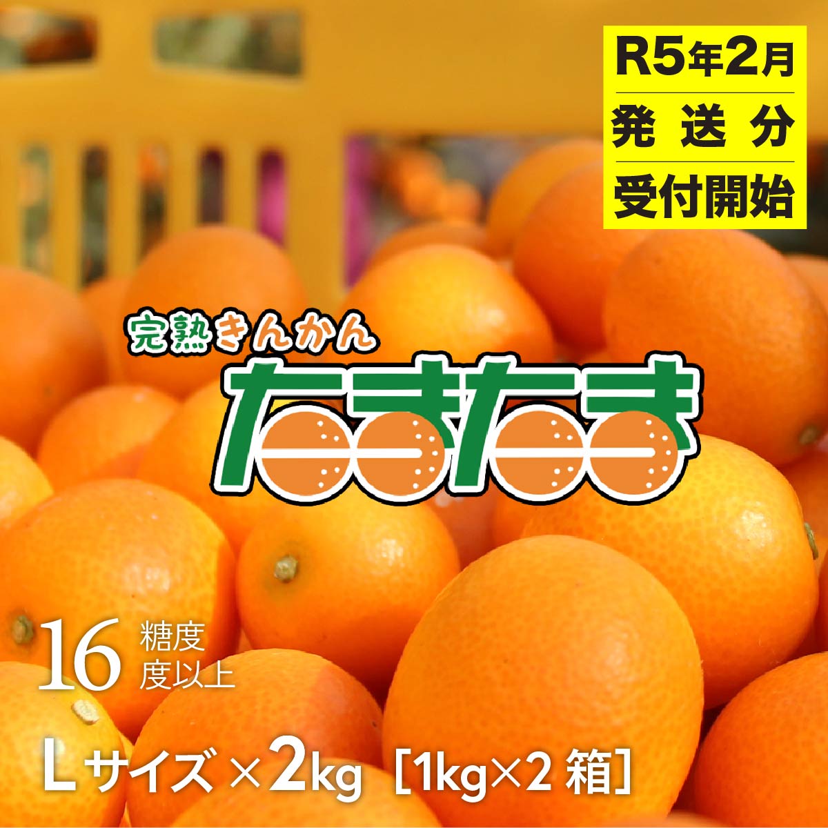 【ふるさと納税】たまたま (2月限定) 金柑 1kg×2箱 合計2kg 宮崎県 高千穂 きんかん R5年2月発送 C-25