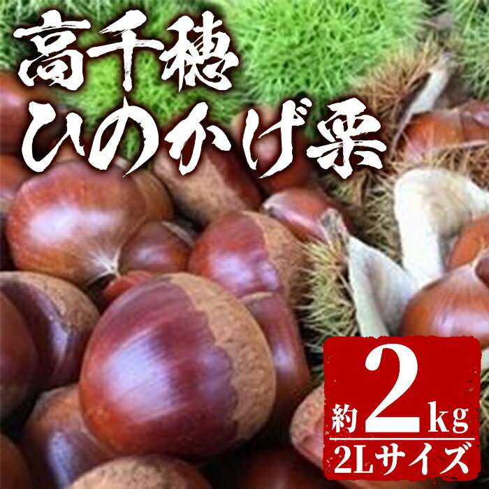 【ふるさと納税】＜先行予約受付中！2023年9月より発送予定＞期間限定 ひのかげ栗(2kg)生栗 和栗 くり 秋の味覚 栗ご飯 お菓子作り おやつ【NK001】【高千穂地区農業協同組合】のサムネイル