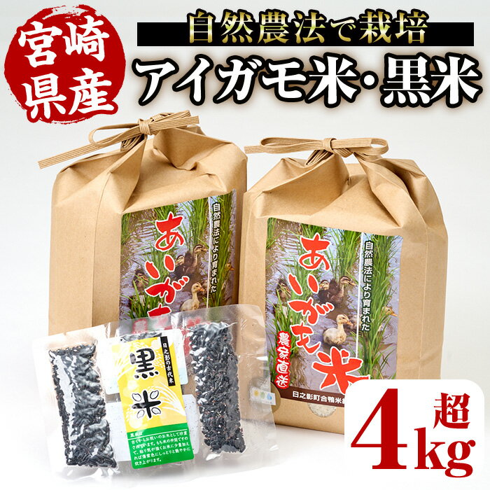 ＜令和5年産＞アイガモ米(2kg×2袋)と黒米(42g)米 白米 精米 国産 ご飯