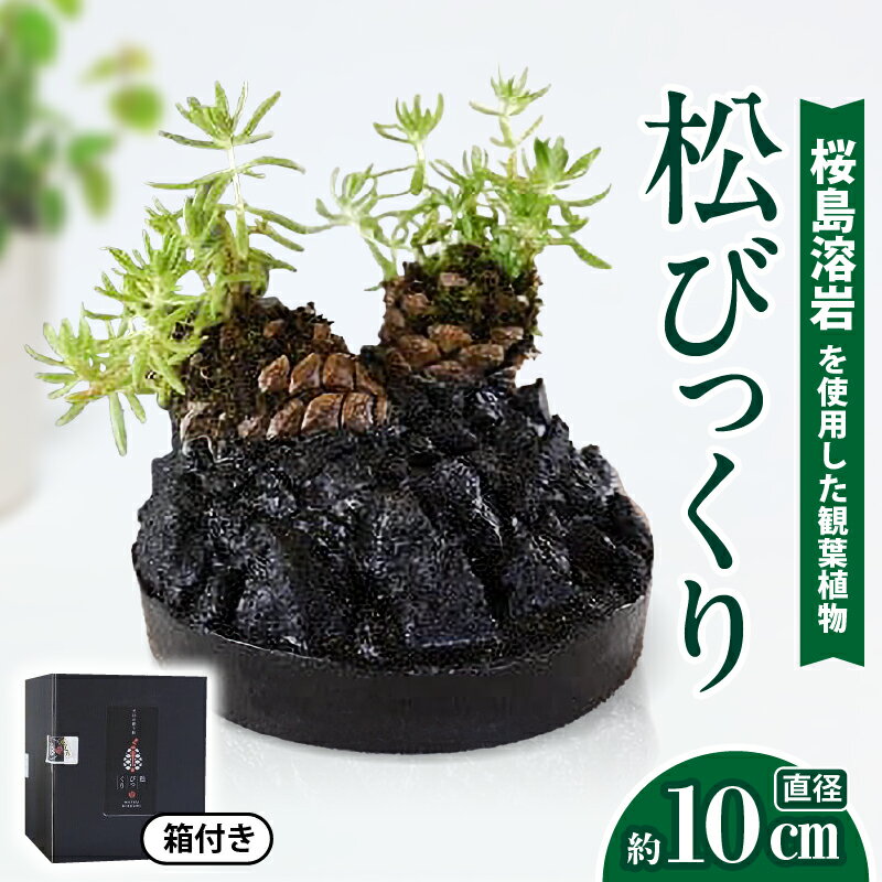 楽天市場】観葉植物 松の通販 楽天市場】観葉植物 松の通販