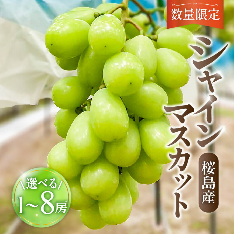 桜島産 シャインマスカット 【 数量限定 先行予約 8月頃より順次発送 】送料無料 1房 2房 3房 4房 8房 マスカット ぶどう 糖度 18度 皮ごと 種なし 種無し 粒 桜島 選べる 鹿児島市 土産 贈り物 プレゼント ギフト