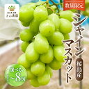 【ふるさと納税】<選べる> 桜島産 シャインマスカット 【 数量限定 先行予約 8月以降順次発送 】 1房 ~ 8房 500g ~ 4kg シャイン マスカット ぶどう 葡萄 果物 フルーツ 旬 糖度 18度 皮ごと 種なし 種無し 農家 上山農園 鹿児島 おすすめ ランキング プレゼント ギフト