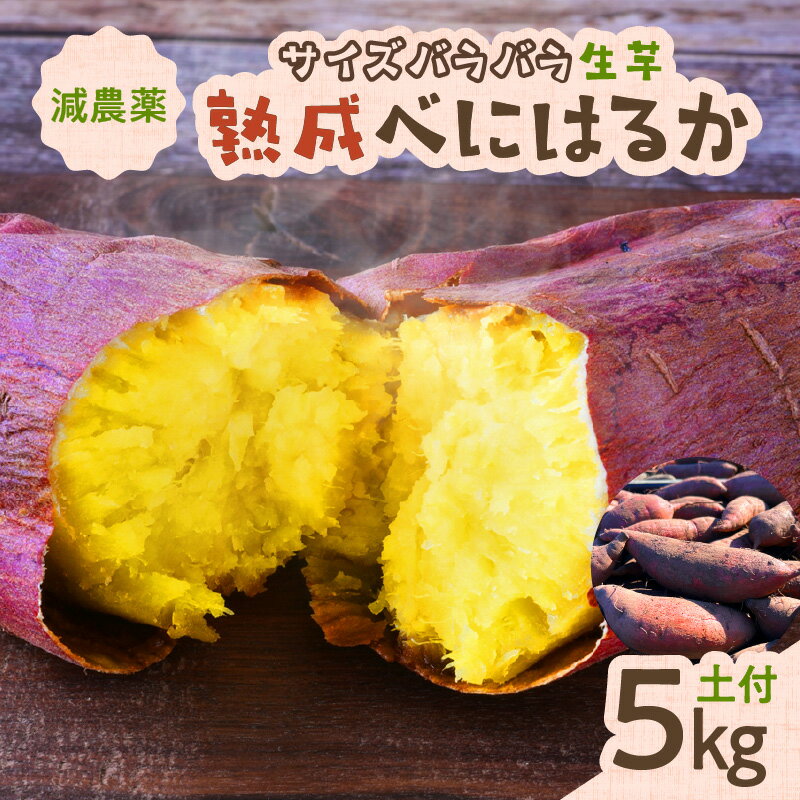 【ふるさと納税】サイズバラバラ 熟成 べにはるか （ 生芋 ） 土付き 5kg 送料無料 数量限定 期間限定 さつまいも 焼き芋 紅はるか 野菜 甘い n-farm 鹿児島市 土産 贈り物 プレゼント ギフト 贈答