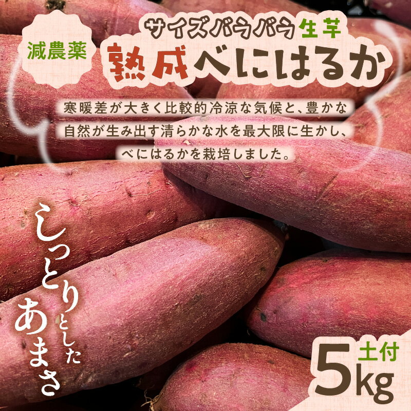 【ふるさと納税】サイズバラバラ 熟成 べにはるか （ 生芋 ） 土付き 5kg 送料無料 数量限定 期間限定 さつまいも 焼き芋 紅はるか 野菜 甘い n-farm 鹿児島市 土産 贈り物 プレゼント ギフト 贈答