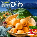 【ふるさと納税】 旬の朝採り 鹿児島 桜島産 びわ 1箱 秀品 枇杷 ビワ 果物 フルーツ 果実 鮮度重視 露地栽培 美味しい 甘い デザート 季節品 限定 数...