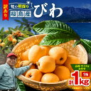 【ふるさと納税】 旬の朝採り 鹿児島 桜島産 びわ 1箱 訳あり品 枇杷 ビワ 訳あり 訳アリ 果物 フルーツ 果実 鮮度重視 露地栽培 美味しい 甘い デザー...