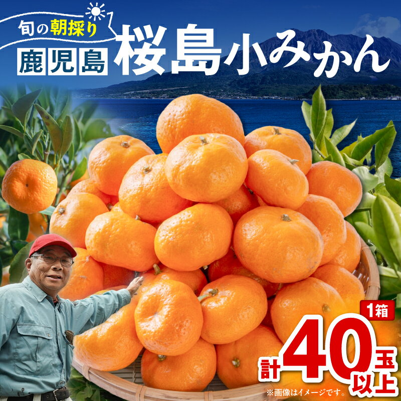 [期間限定]旬の朝採り 鹿児島 桜島 小みかん 1箱 40玉以上 果物 フルーツ 果実 ミカン 鮮度重視 露地栽培 美味しい 甘い デザート 季節品 限定 数量限定 吉原果樹園 鹿児島 おすすめ ランキング プレゼント ギフト